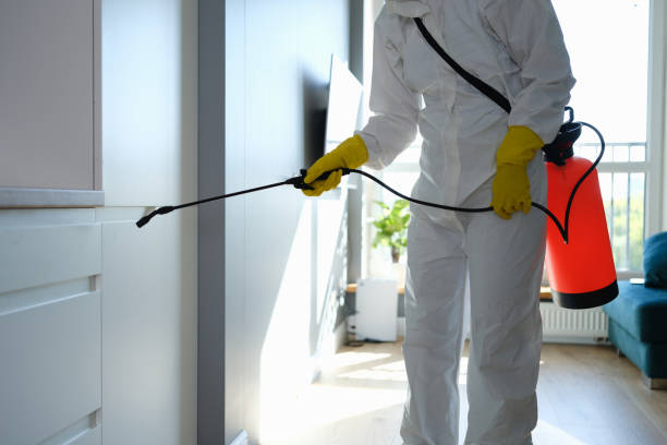 Best Black Mold Removal  in Princeton, MN